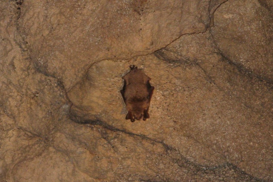 un pipistrello, posto nella proverbiale posizione a testa in giù, nell'ambiente roccioso della grotta