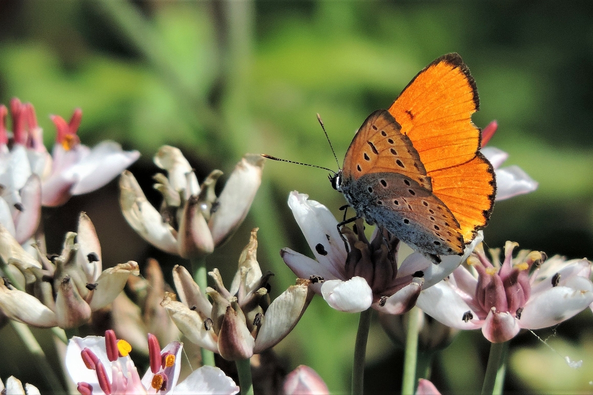 Immagine con descrizione mancante