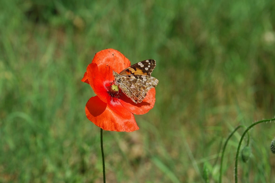 Immagine con descrizione mancante