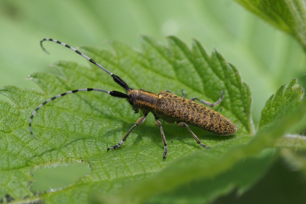 Un esemplare di Agapanthia villosoviridescens, insetto con lunghe antenne bicolori bianche e nere, su una foglia verde
