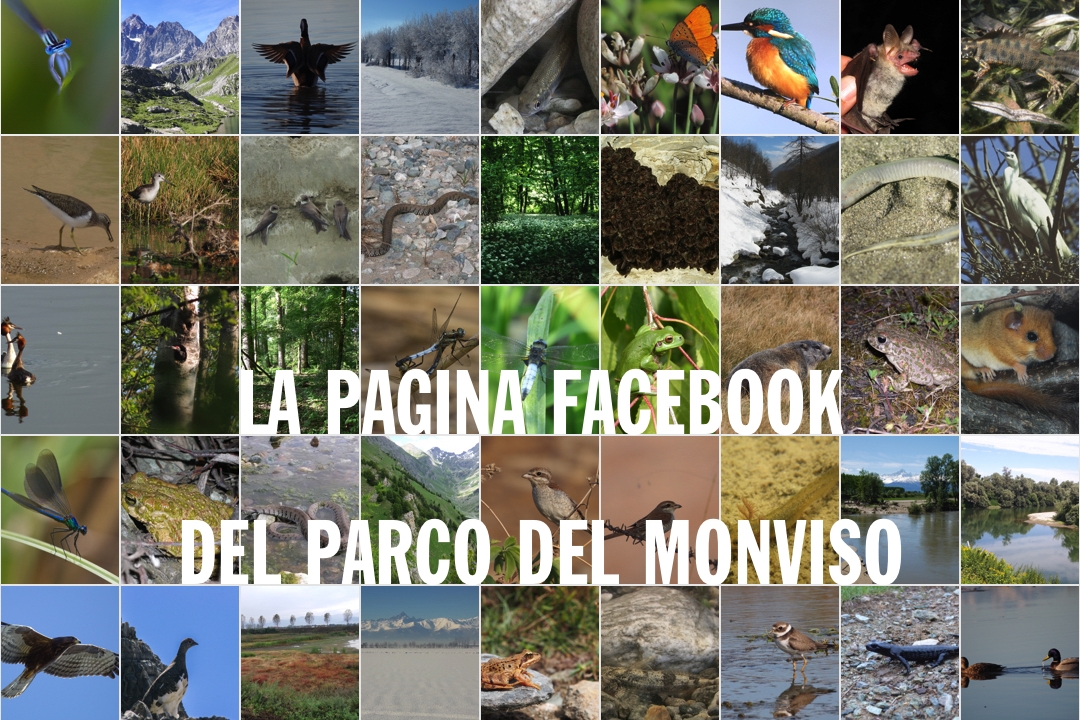Immagine con descrizione mancante
