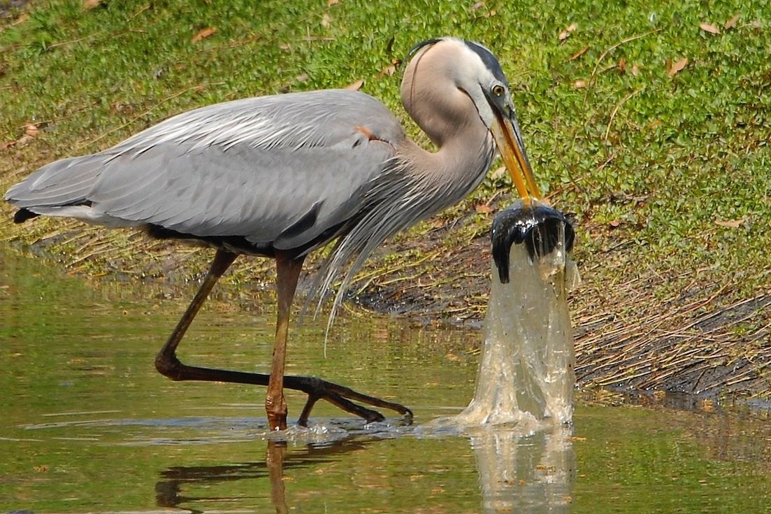 un airone cenerino cammina nell'acqua portando nel becco un pesce finito all'interno di un sacco di plastica