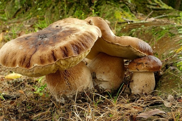 tre funghi nel sottobosco autunnale