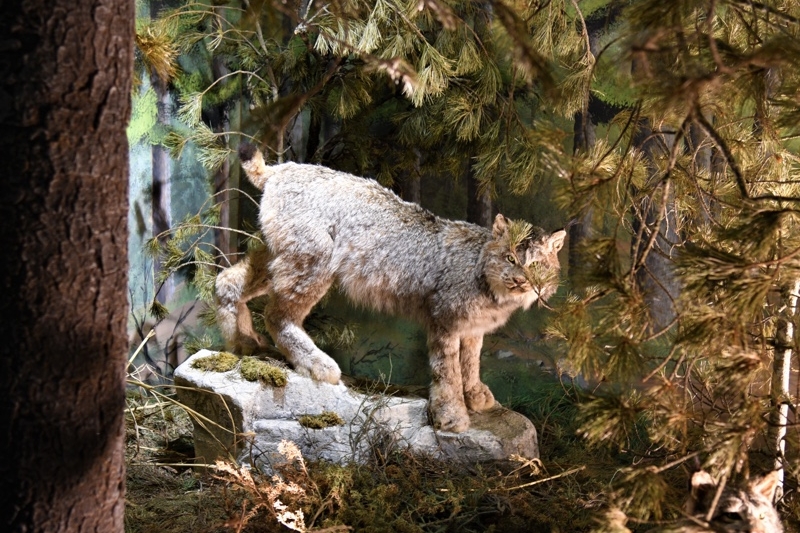 Immagine con descrizione mancante