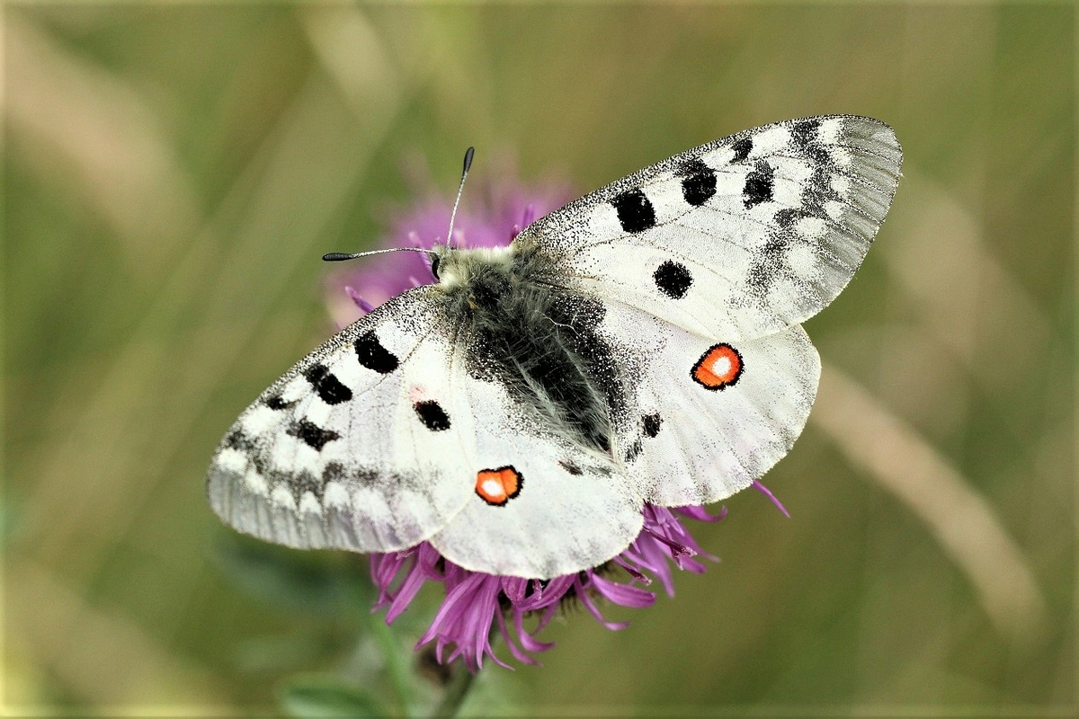 una farfalla Parnassius apollo, con ali punteggiate di rosso e bianco, su un fiore lilla