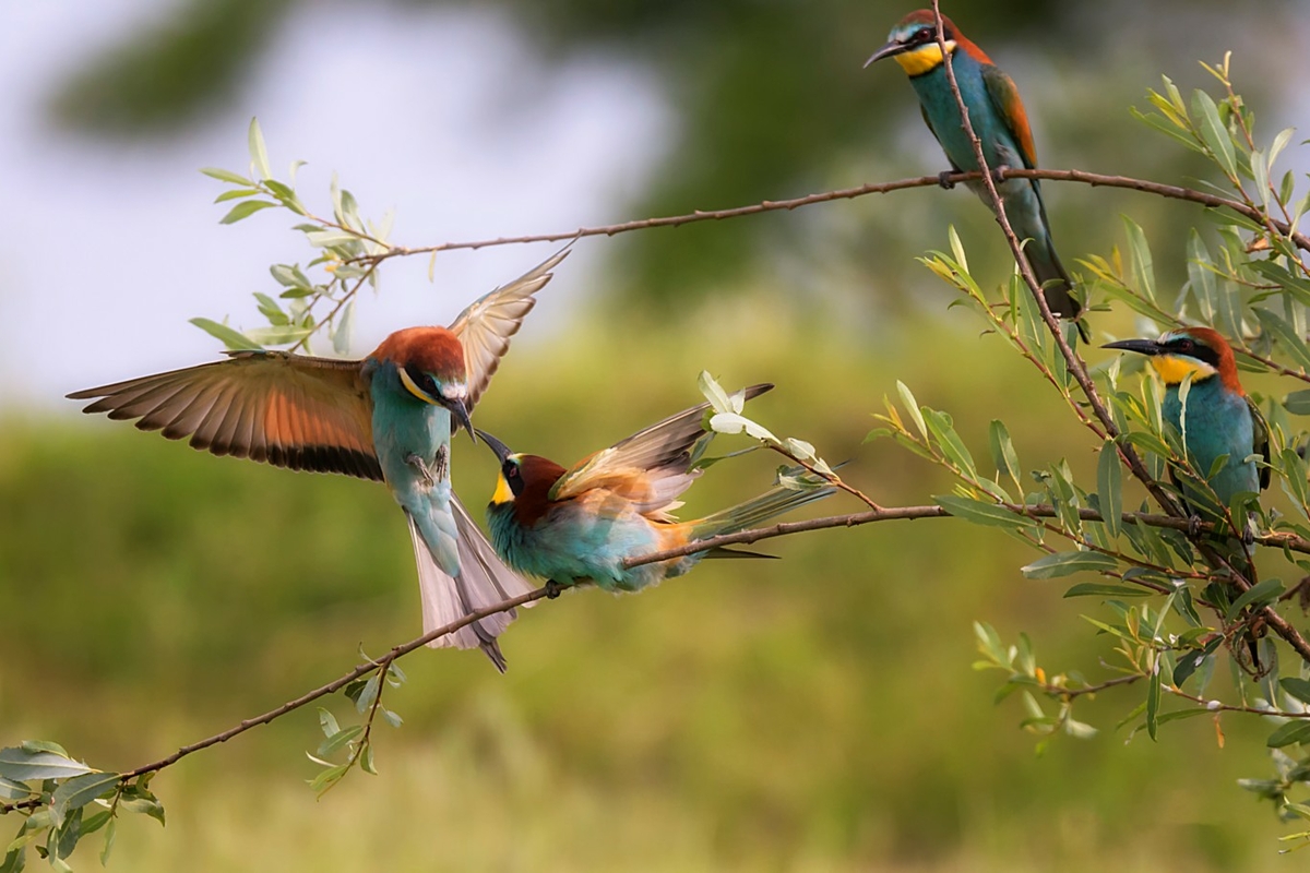 Immagine con descrizione mancante