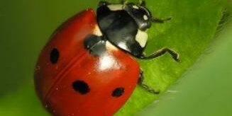 Una coccinella rossa a pois neri su una foglia