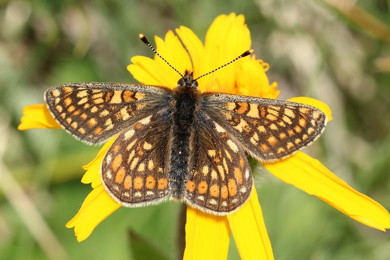 un esemplare di Aurinia, dalle ali brune con puntinature ricorrenti arancioni e gialle, appoggiata su un fiore giallo