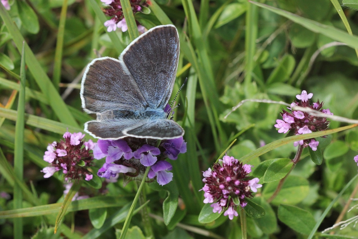 Un esemplare di Aurion appoggiato ad un fiore lilla