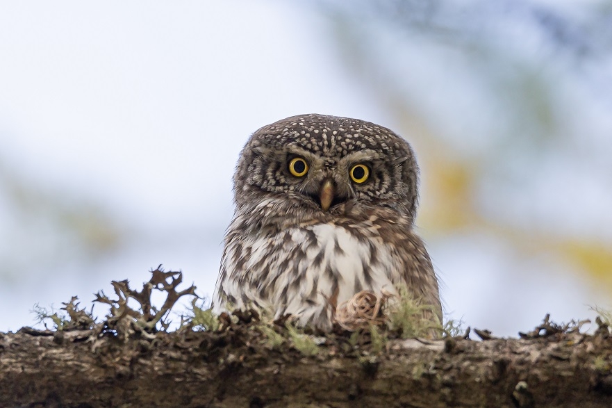 Immagine con descrizione mancante