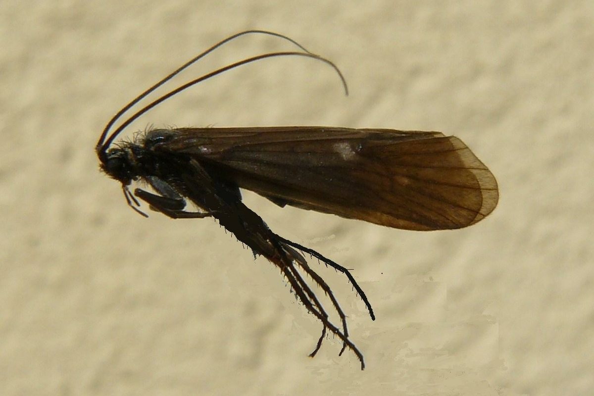 un esemplare dell'insetto pronto per essere inserito in un fascicolo di catalogazione