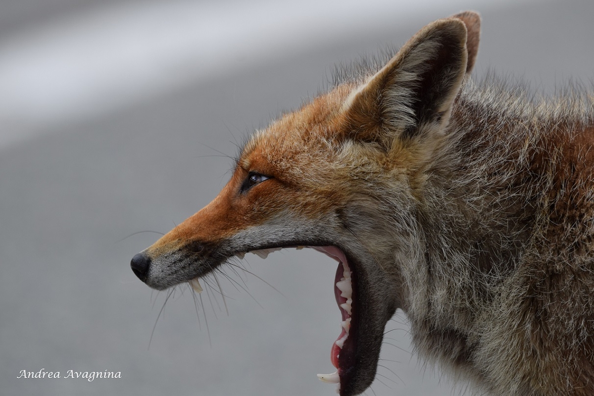 Immagine con descrizione mancante