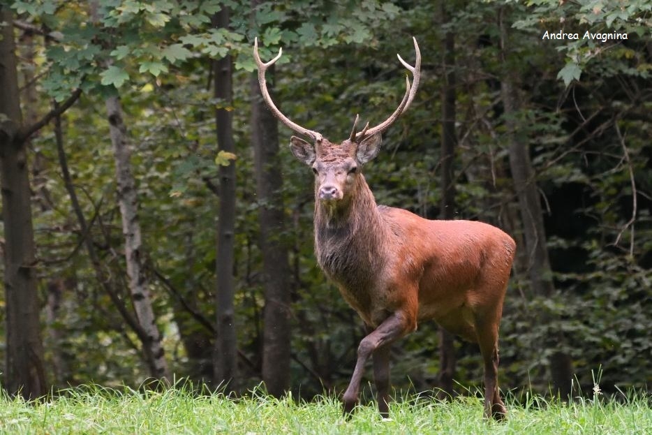 immagine ravvicinata di un cervo, colto mentre esce da un bosco