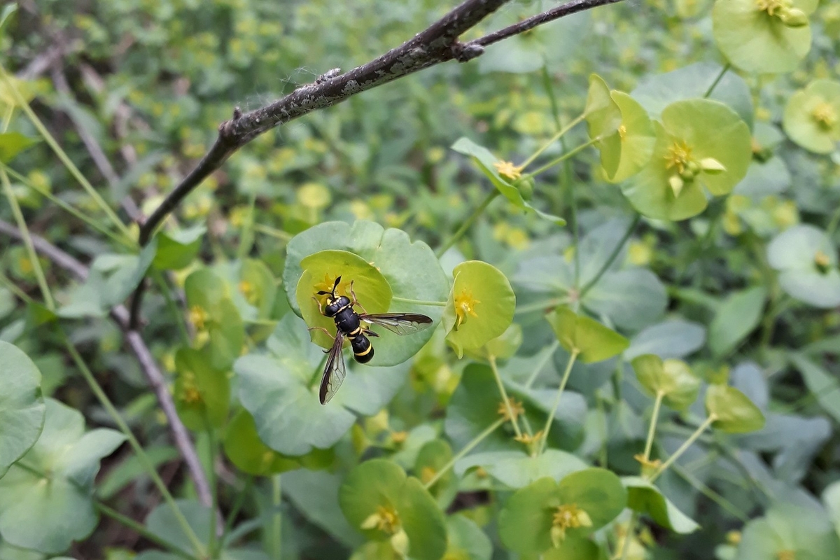 una Ceriana conopsoides, insetto della famiglia dei sirfidi simile ad una mosca, su una foglia verde