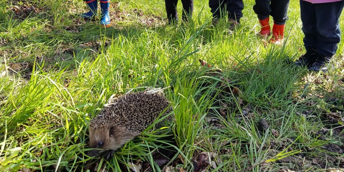 In primo piano un riccio in un prato, intorno bambini con il grembiulino dell'asilo