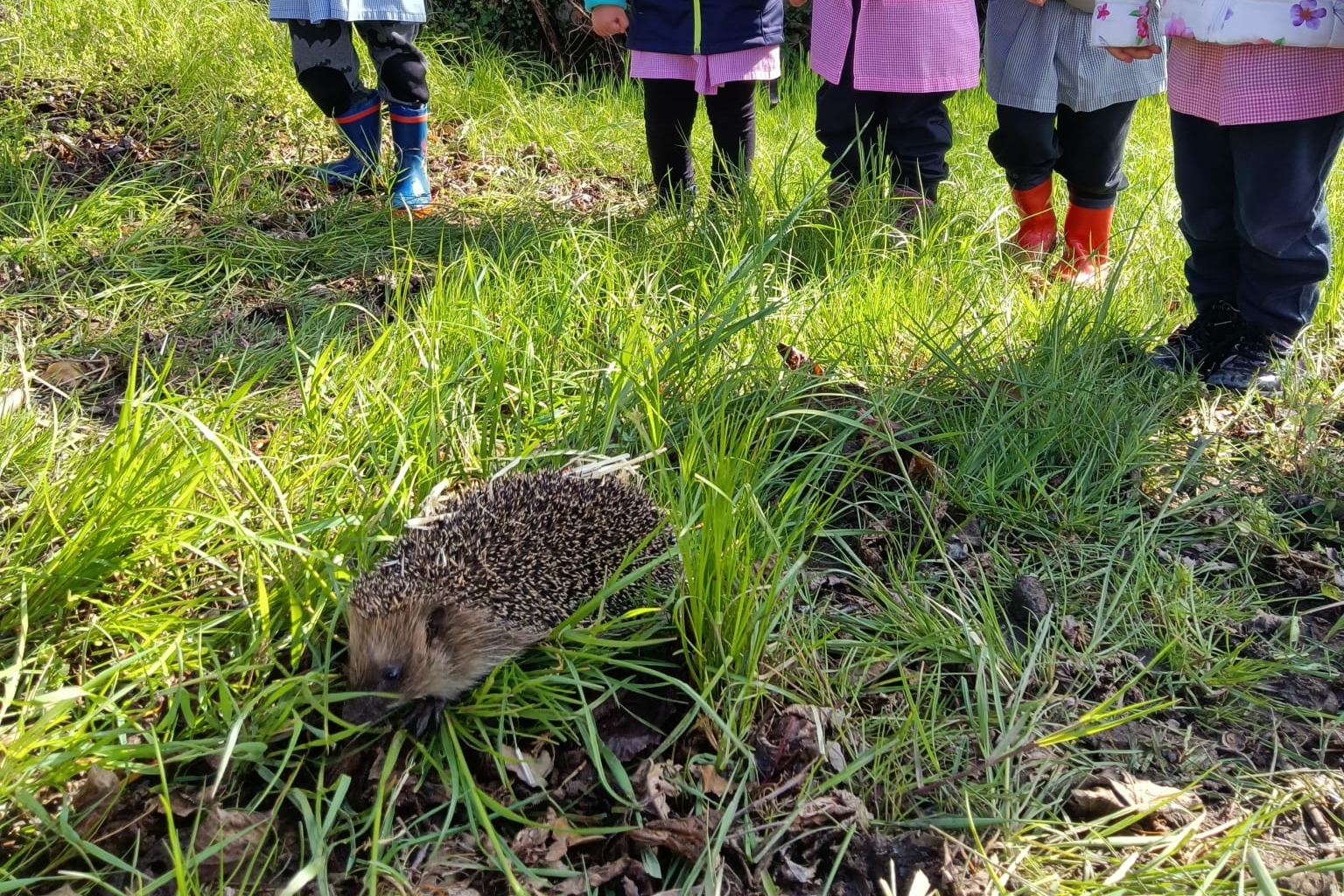 In primo piano un riccio in un prato, intorno bambini con il grembiulino dell'asilo