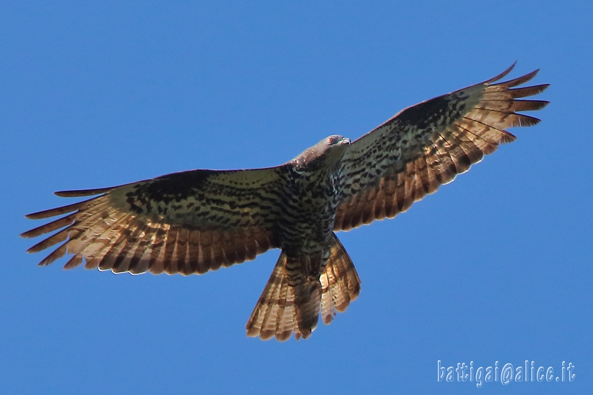 immagine di un falco pecchiaiolo in volo ad ali spiegate