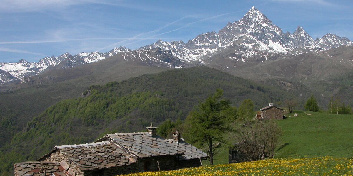 in primo piano un prato montano con fiori gialli di tarassaco e una baita in pietra, sullo sfondo il Monviso