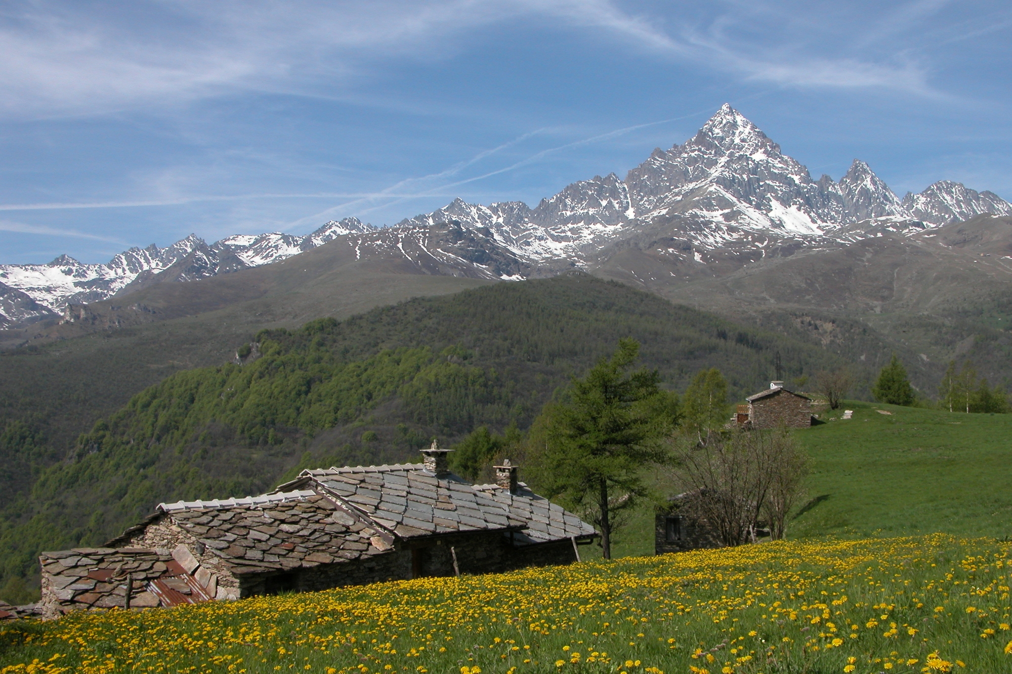 in primo piano un prato montano con fiori gialli di tarassaco e una baita in pietra, sullo sfondo il Monviso