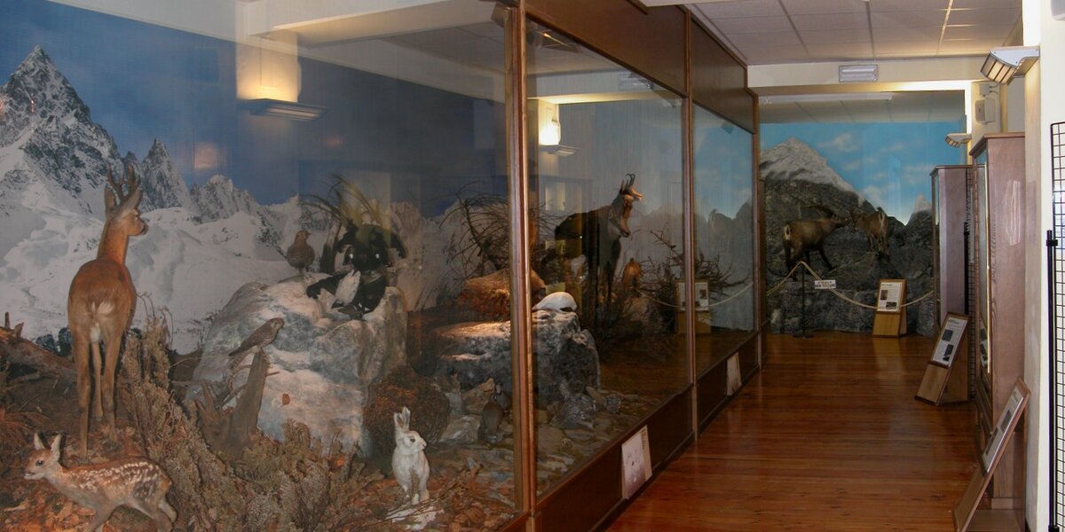 Immagine dell'interno del museo: sulla destra un diorama con la ricostruzione dell'ambiente montano con in primo piano un capriolo con il piccolo, la lepre variabile e più in fondo tre camosci. Al fondo del corridoio un diorama con tre stambecchi su parete rocciosa
