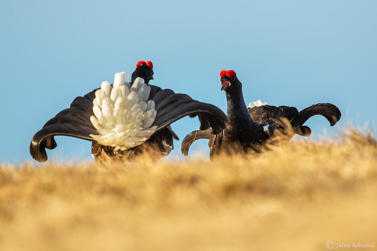 Due maschi di gallo forcello, uccello dal piumaggio nero con coda a ventaglio bianca e nera e piccola cresta rossa sul capo, si fronteggiano in una danza di corteggiamento