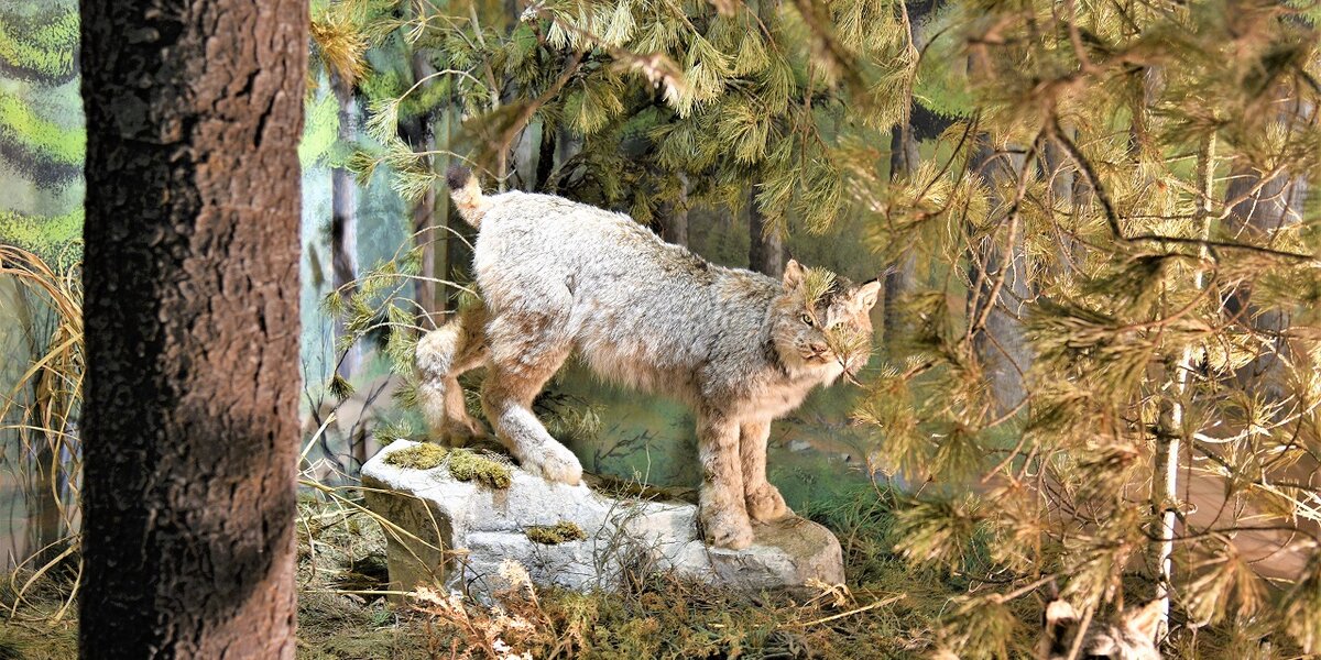 Un esemplare di lince, specie ormai estinta da molti decenni, collocata nel suo antico habitat