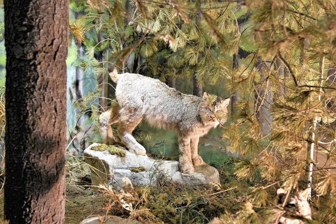 Un esemplare di lince, specie ormai estinta da molti decenni, collocata nel suo antico habitat