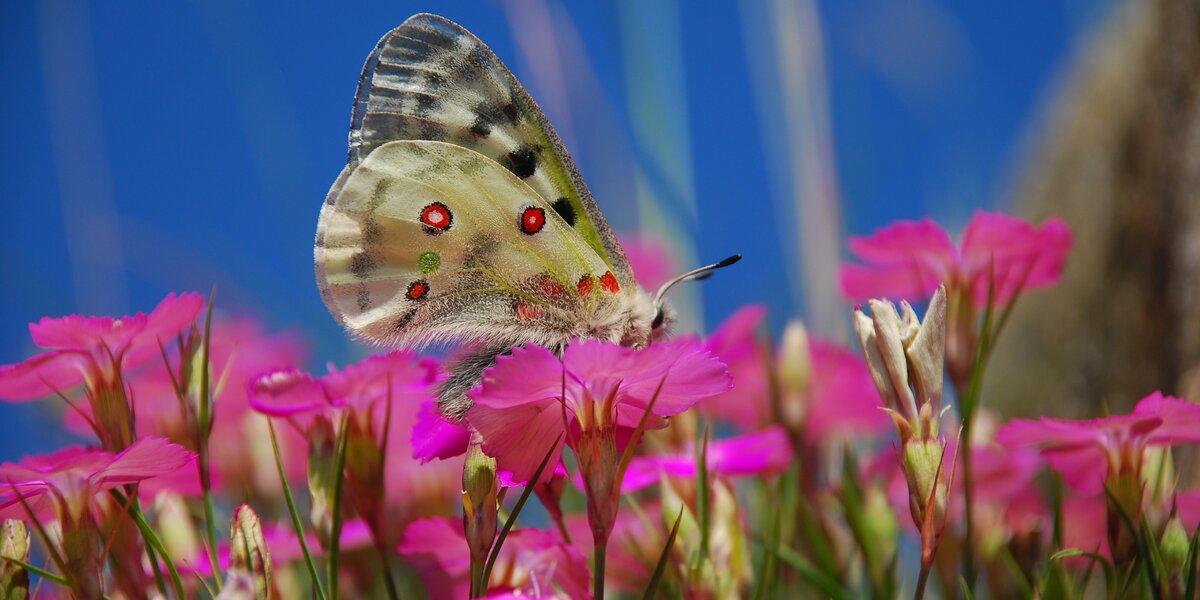 farfalla con le ali bianche con macchie a cerchi rossi bordati di nero poggiata su un fiore fucsia