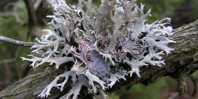 Dettaglio di un lichene grigio sul ramo di un albero