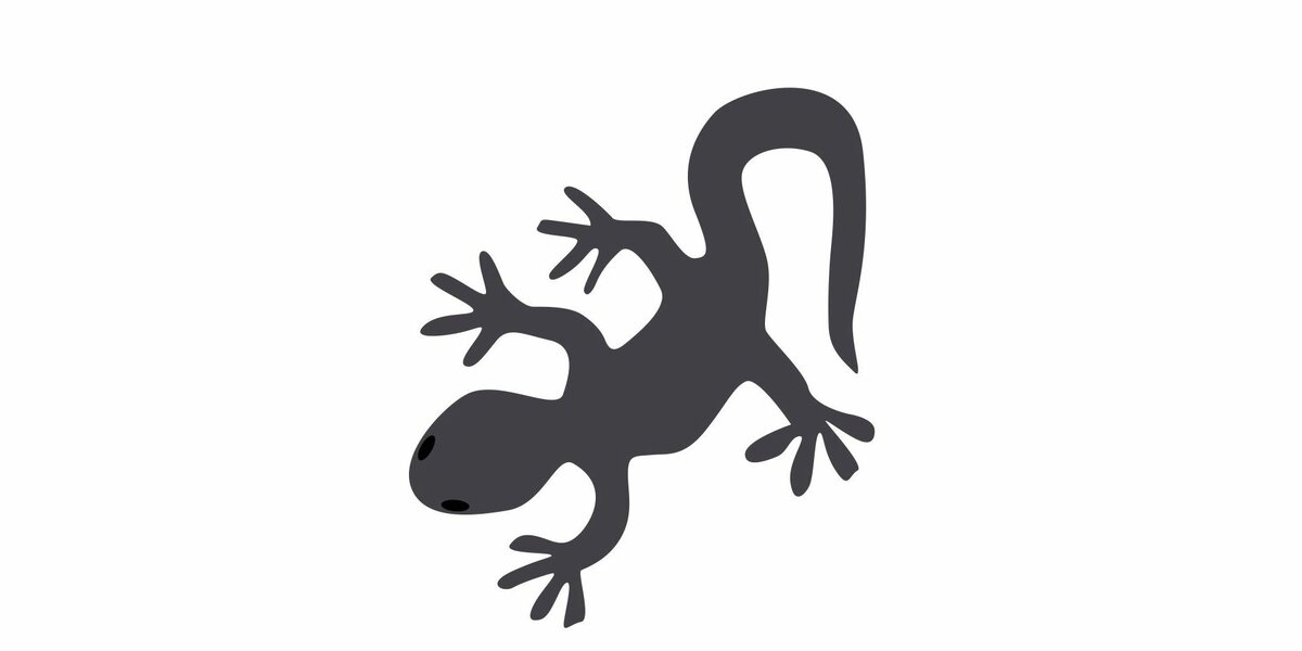 Disegno della salamandra di lanza