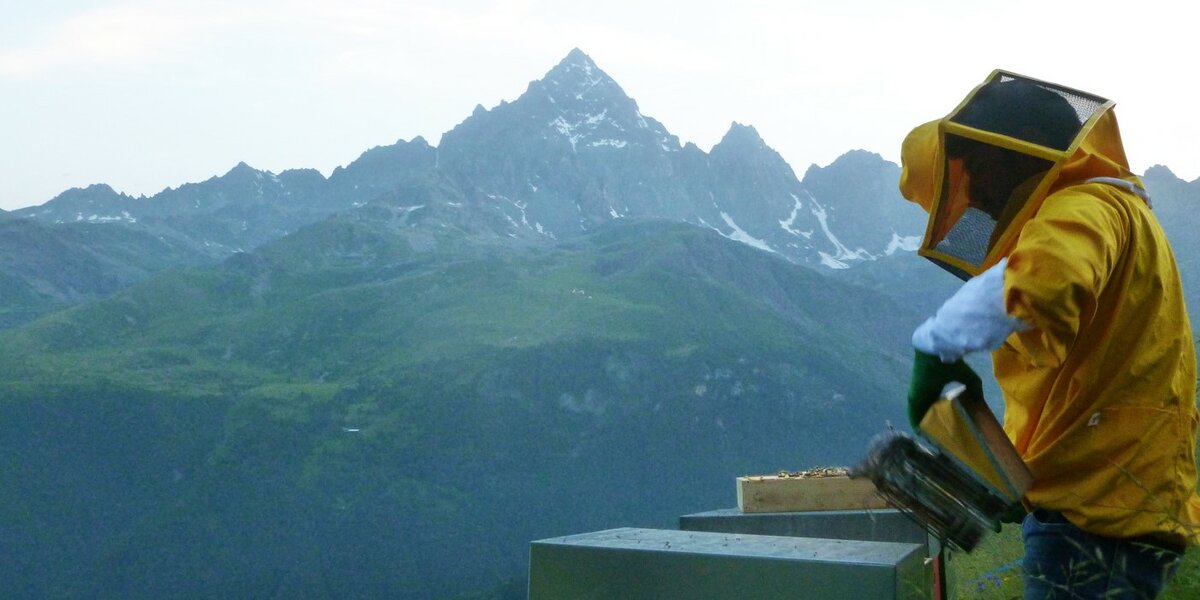 Alberto con tuta e casco gialli da apicoltore lavora alle arnie; sullo sfondo il Monviso