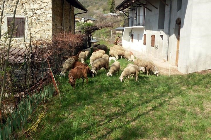 pecore brucano in un prato tra delle baite