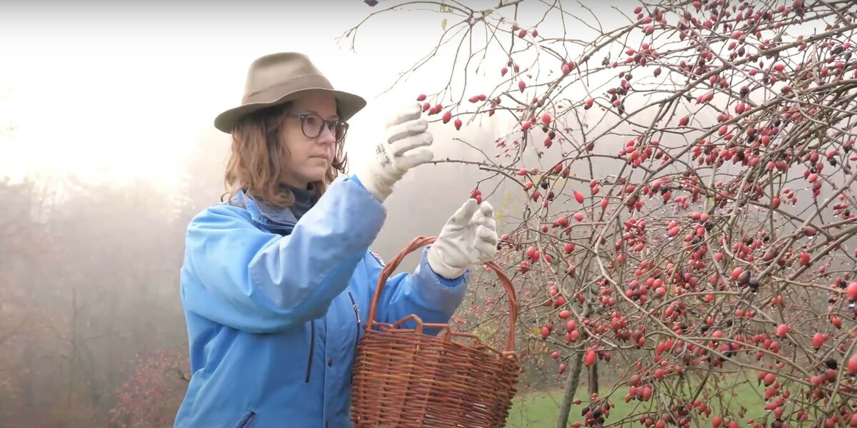 Francesca con una giacca azzurra e un cappello beige a tesa larga raccoglie, con un cestino, delle bacche rosse di rosa canina