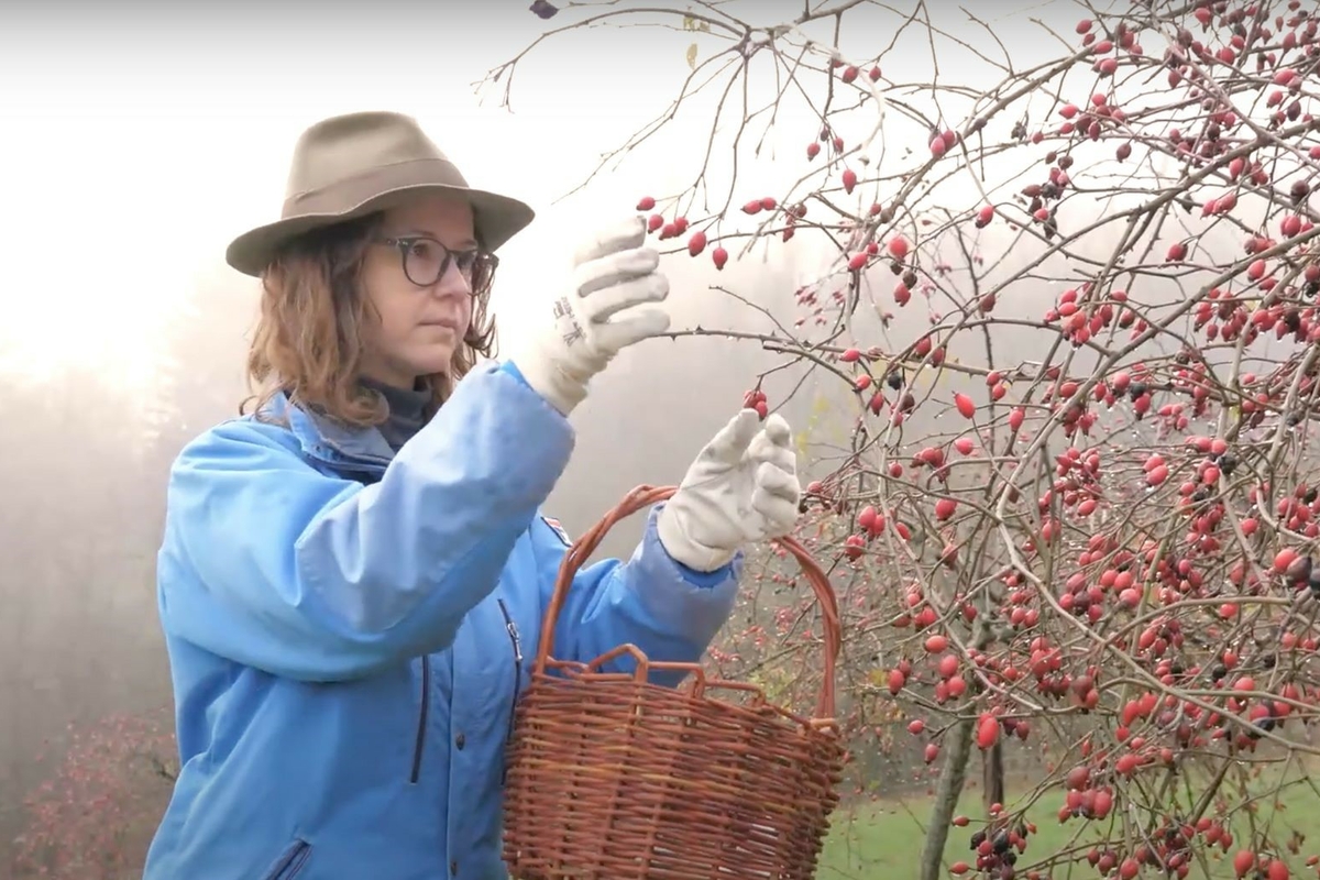 Francesca con una giacca azzurra e un cappello beige a tesa larga raccoglie, con un  cestino, delle bacche rosse di rosa canina