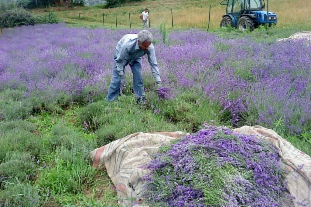 Un uomo raccoglie un mazzo di lavanda in un campo di lavanda. Dietro un trattore blu e un secondo uomo in lontananza