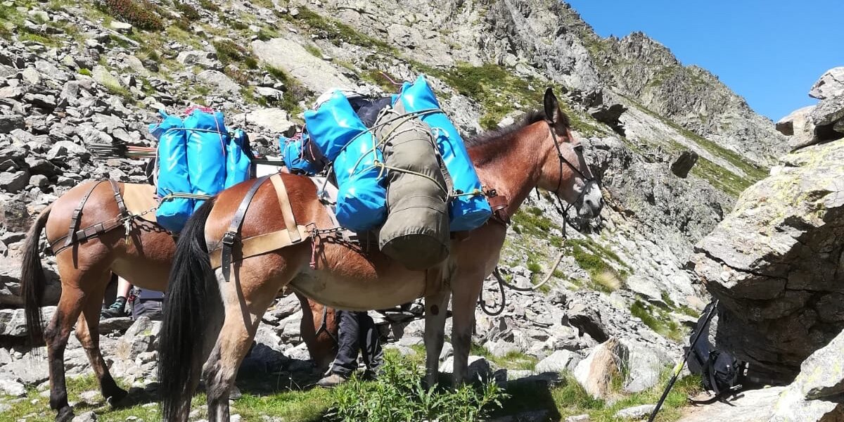 Due muli in un sentiero montano trasportano del materiale