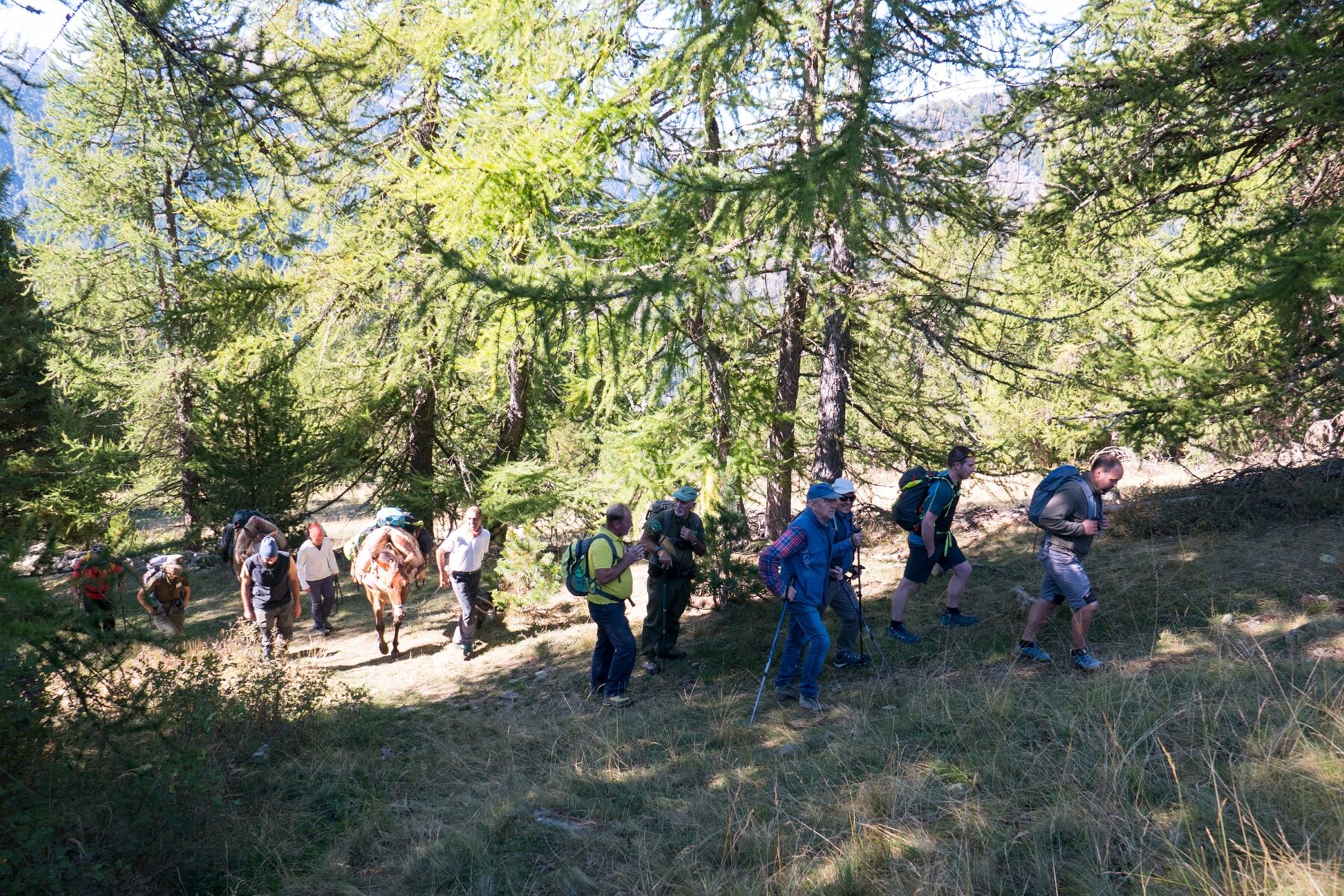 Gruppo di escursionisti che cammina in salita lungo un sentiero immerso in un bosco di pini cembri. tra i partecipanti anche due muli, che stanno portando gli zaini di alcuni dei presenti.