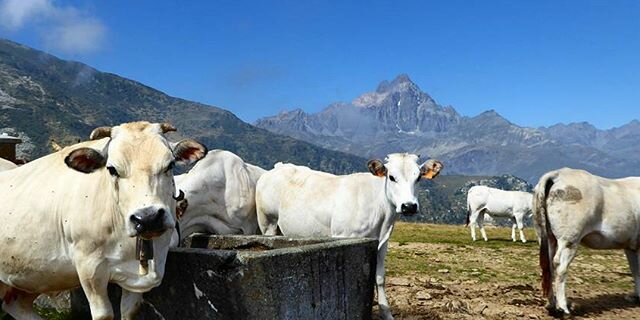 Mucche al pascolo davanti ad un abbeveratoio; sullo sfondo il Monviso