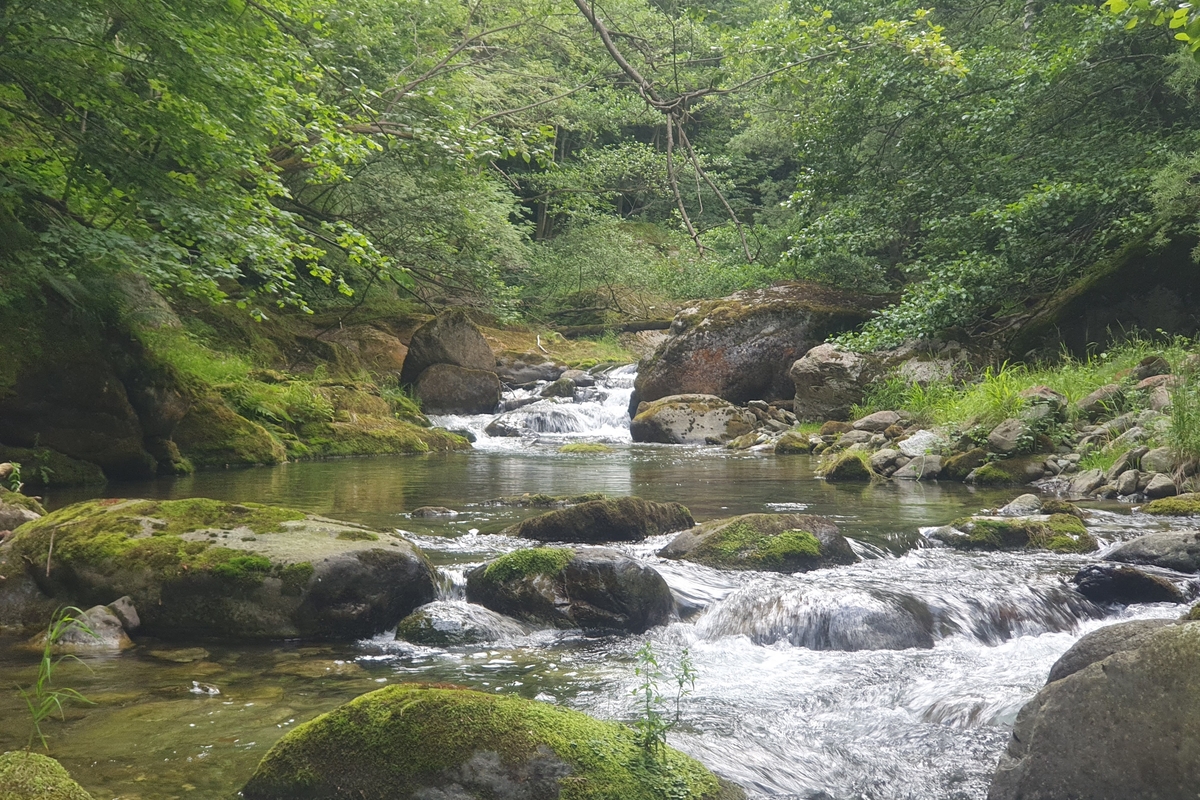 Un tratto di torrente montano con rocce affioranti coperte di muschio e ricca vegetazione verde sulle rive