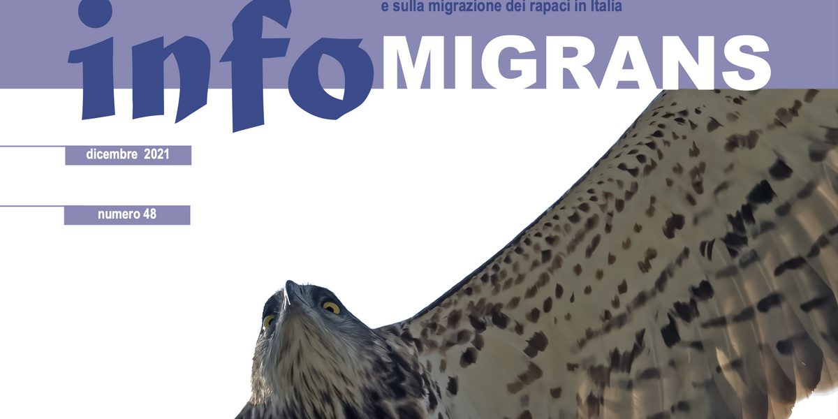particolare della copertina del numero 48 di InfoMigrans, foglio informativo sul Progetto Migrans e sulla migrazione dei rapaci in Italia; il volatile raffigurato è un biancone.