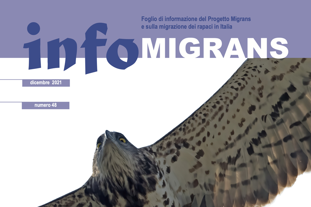 particolare della copertina del numero 48 di InfoMigrans, foglio informativo sul Progetto Migrans e sulla migrazione dei rapaci in Italia; il volatile raffigurato è un biancone.
