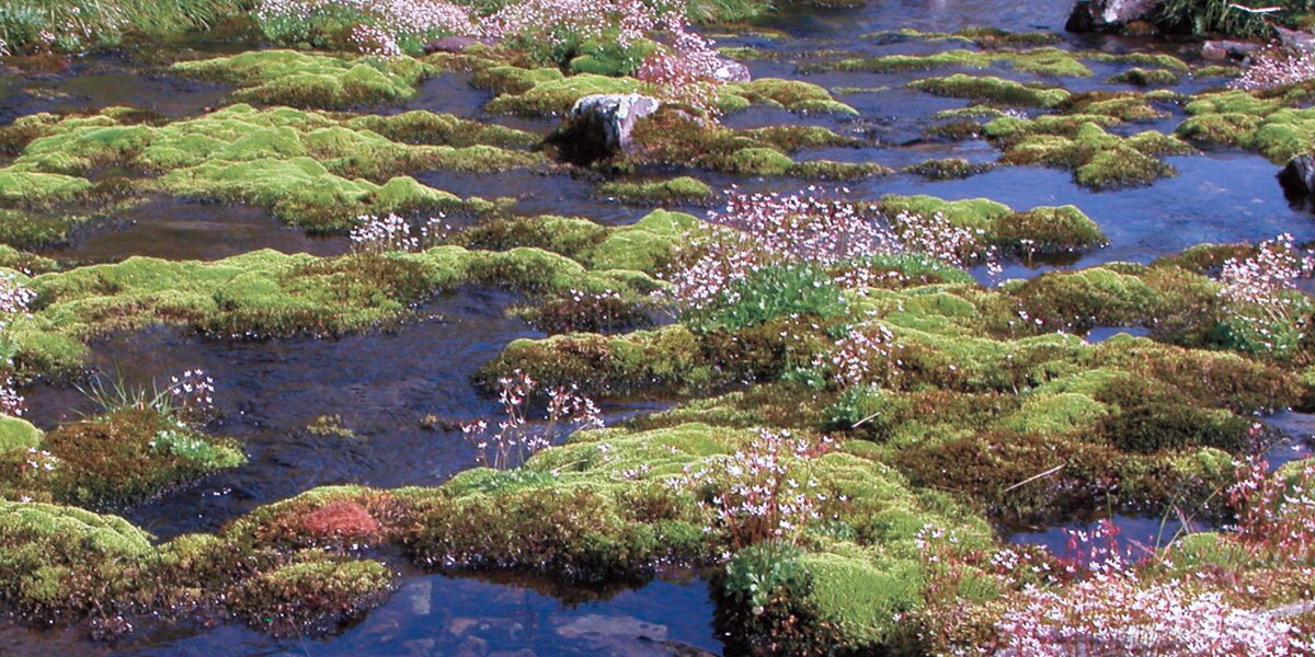 piccoli vegetali e fiori prosperano in una zona con a lato acqua semi stagnante