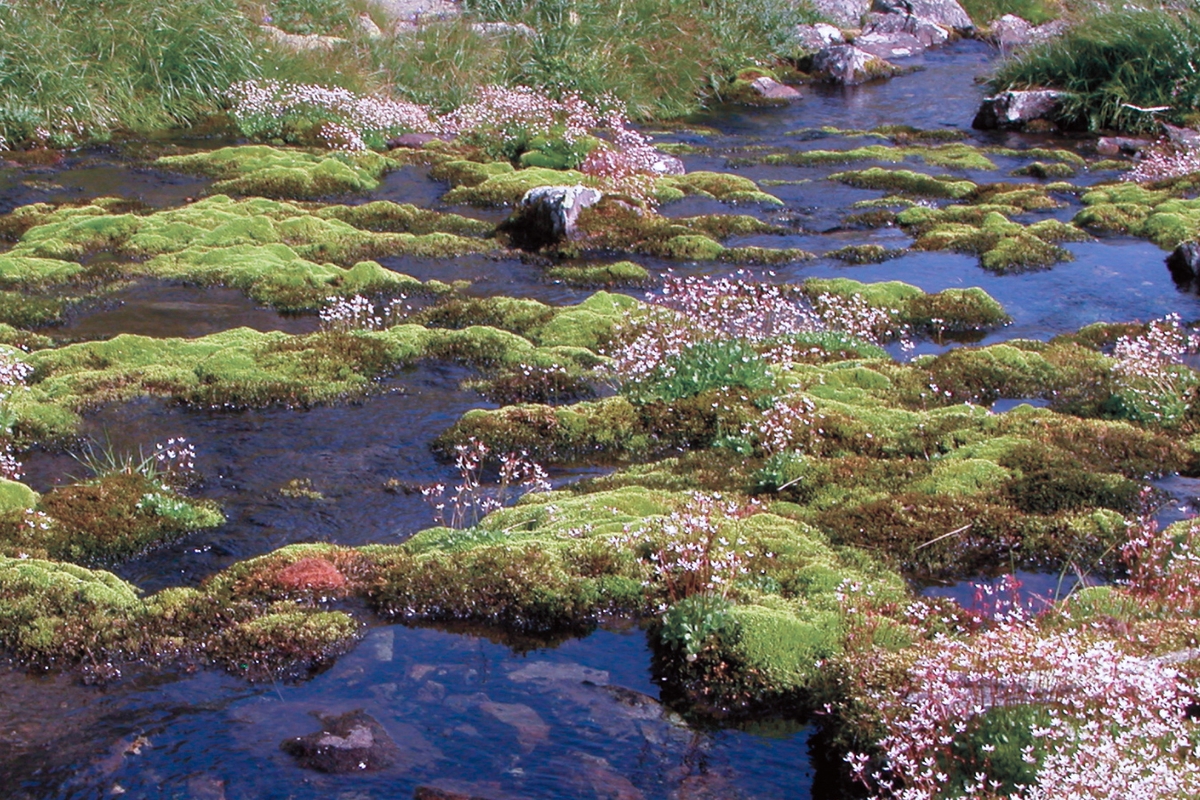 piccoli vegetali e fiori prosperano in una zona con a lato acqua semi stagnante