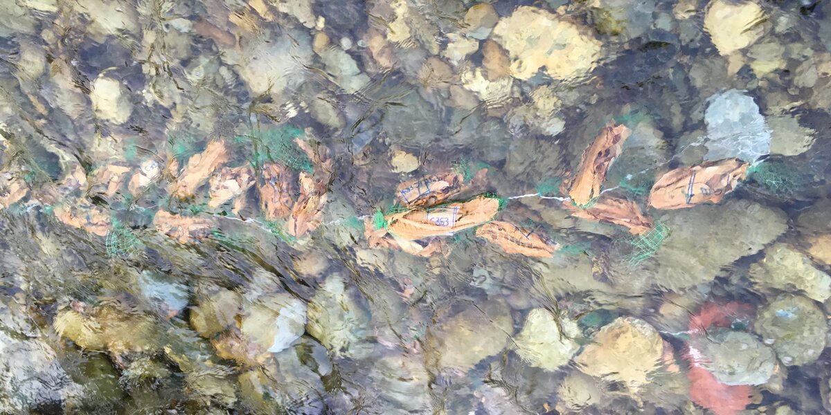 Leaf bags in alveo. Pacchetti di foglie costituiti da rete a maglia larga 1cm per permettere la colonizzazione da parte dei macroinvertebrati fluviali; in ogni pacchetto sono stati posti 5 g di foglie secche di quercia o di castagno. Nella foto si vedono i leaf bags al momento della posa in alveo: i pacchetti sono legati tra loro con una corda apposita a formare una catena. Le corde vengono fissate al substrato fluviale legando gli estremi a massi o rami ed i pacchetti di foglie sono tenuti ancorati al substrato grazie all’uso di ciottoli.
