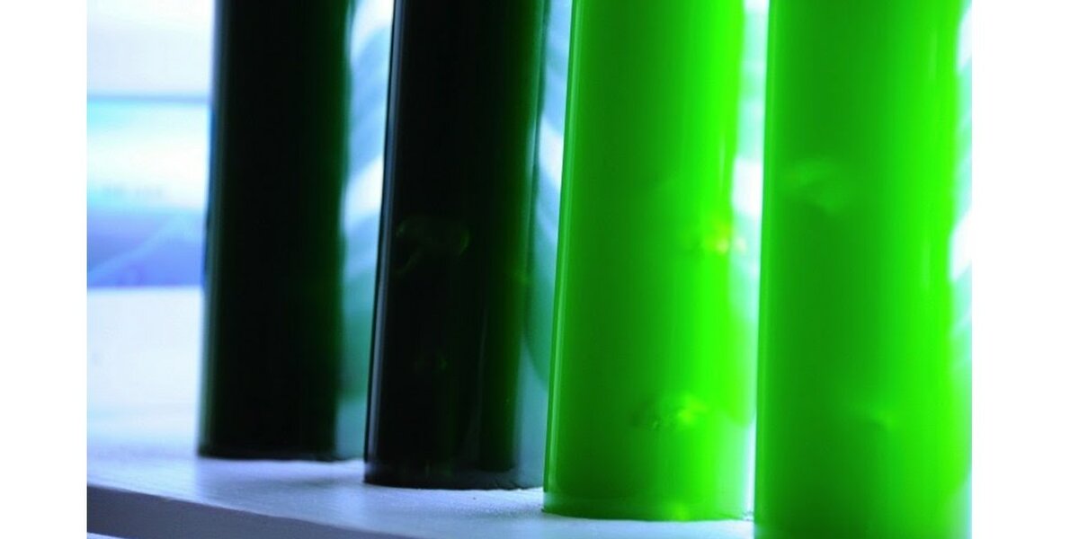L’immagine mostra dei tubi per la coltivazione in laboratorio di alghe. Durante questo esperimento, le alghe sono state coltivate a diverse concentrazioni di nutrienti: il colore verde all’interno dei tubi è proporzionale alla biomassa delle alghe presenti.