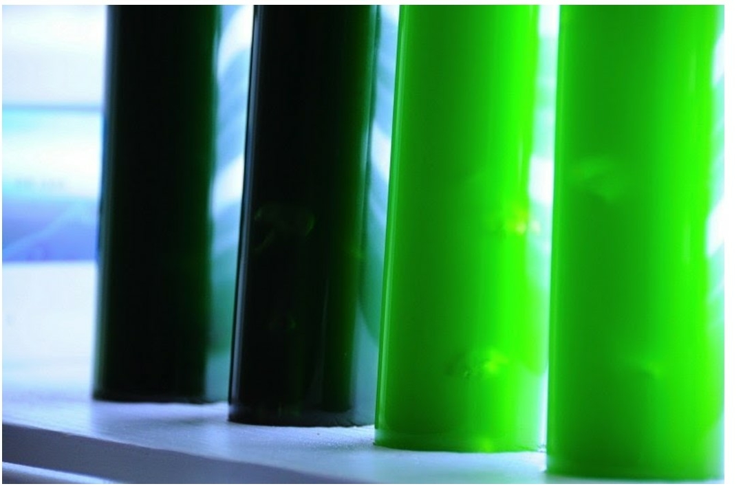 L’immagine mostra dei tubi per la coltivazione in laboratorio di alghe. Durante questo esperimento, le alghe sono state coltivate a diverse concentrazioni di nutrienti: il colore verde all’interno dei tubi è proporzionale alla biomassa delle alghe presenti.