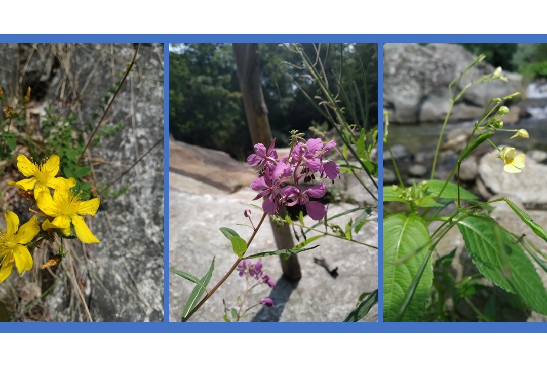 foto rappresentante alcune specie erbacee rinvenute nell'aria di studio durante la compilazione della checklist