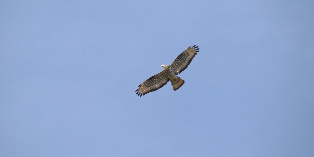 falco pecchiaiolo in volo, inquadrato dal basso in un cielo di color azzurro grigio