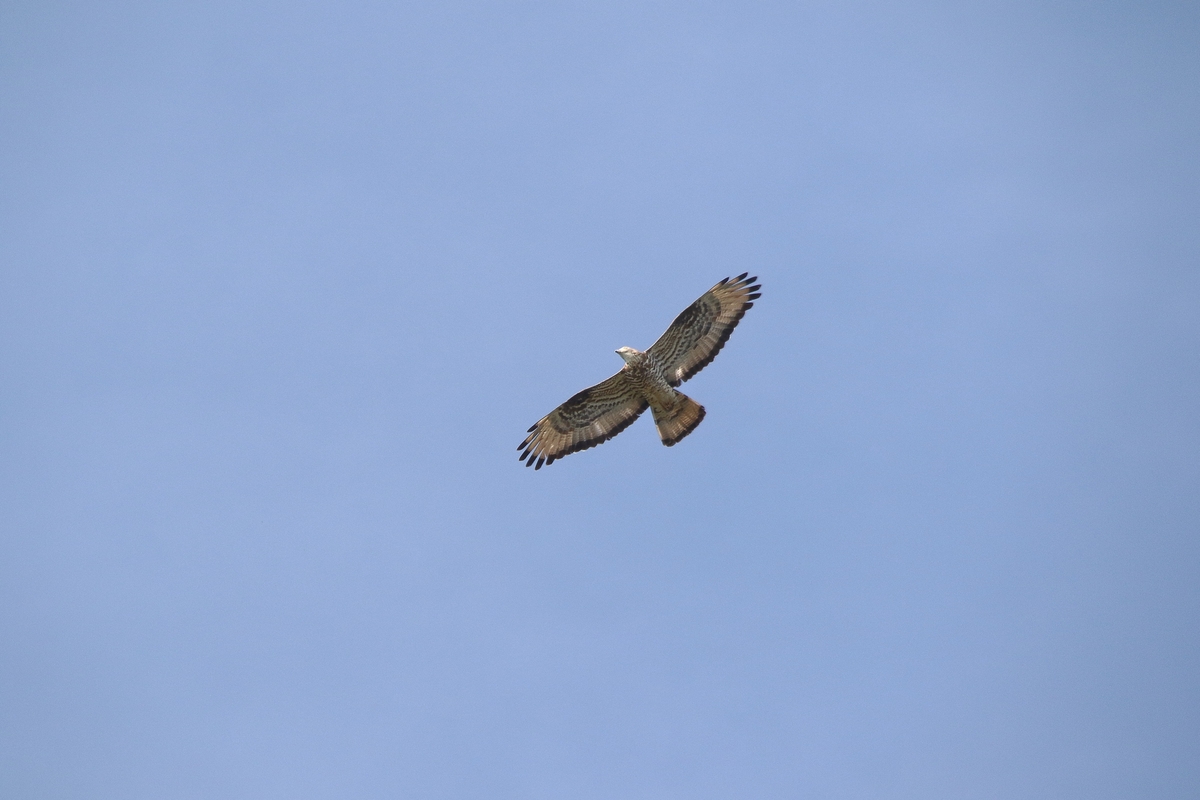 falco pecchiaiolo in volo, inquadrato dal basso in un cielo di color azzurro grigio