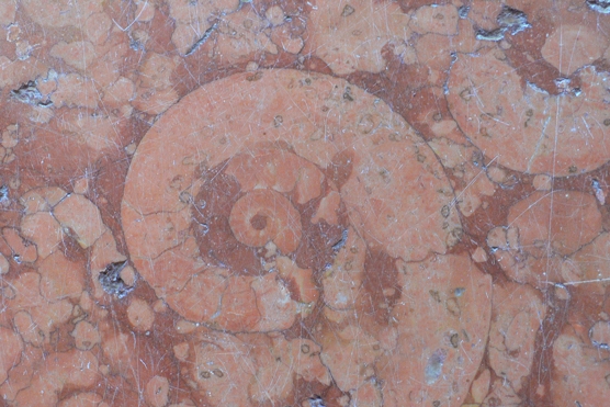 Un pavimento di pietra rossa con chiari segni di una resti fossili a forma di spirale
